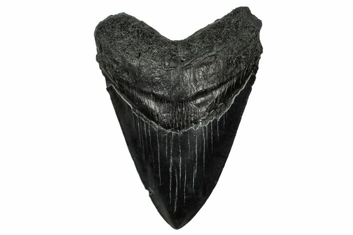 Serrated, Fossil Megalodon Tooth - South Carolina #333636